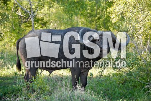 Afrikanischer Büffel (20 von 102).jpg